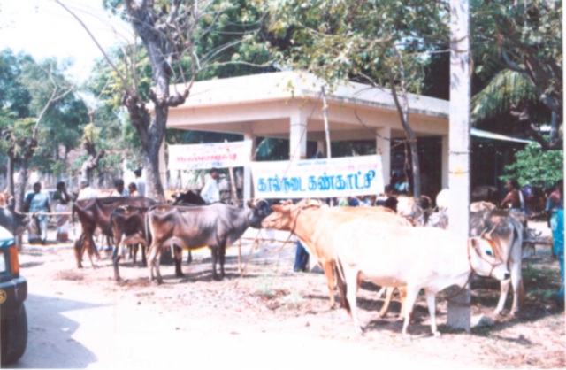 Show / Rally - Cattle 1