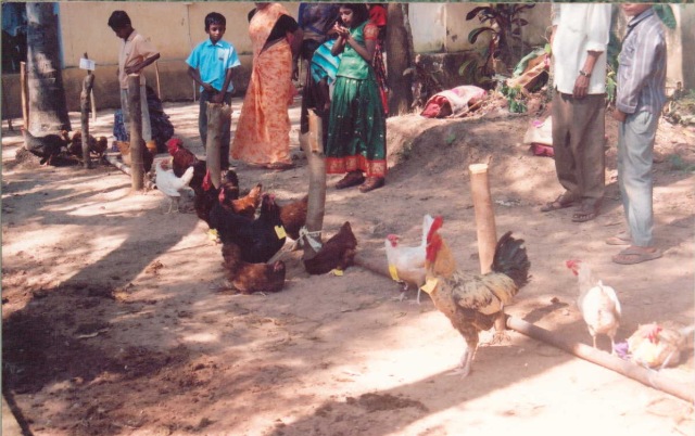 Image of Shows / Rallies - Poultry 1