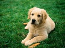 Golden Retriever Image of Golden Retriever