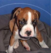 Boxer Image of Boxer