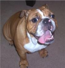 Bulldog Image of Bulldog