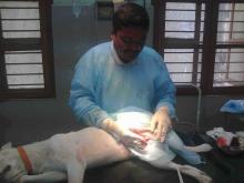 Image of Castration In a Dog 2
