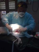 Image of Castration In a Dog 1