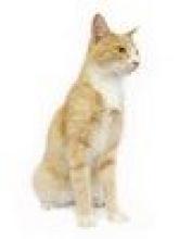Cat 1 Image of Cat 1