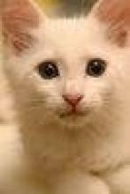 Cat 2 Image of Cat 2