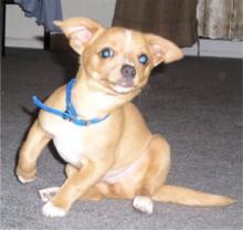 Chihuahua Image of Chihuahua