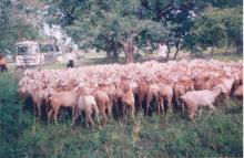 Sheep and Goat Development 1 Image of Sheep and Goat Development 1