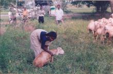 Sheep and Goat Development 2 Image of Sheep and Goat Development 2