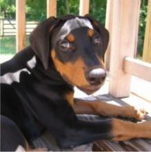 Doberman Image of Doberman