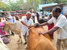 CATTLE DEVELOPMENT (CD) 9