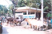 Image of Show / Rally - Cattle 1