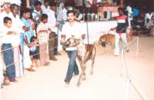 Image of Show / Rally - Dogs 1