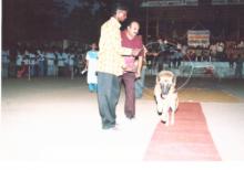 Image of Show / Rally - Dogs 2
