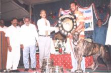 Image of Show / Rally - Dogs 4
