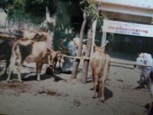 Image of Show / Rally - Cattle 3