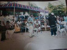 Image of Show / Rally - Dogs 6