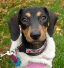 Pet Care Image of Pet Care