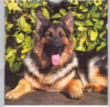 German Shepard Image of German Shepard