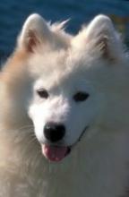 Samoyed Image of Samoyed