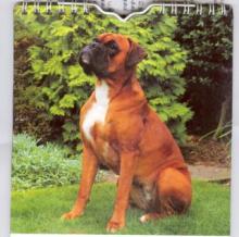 PitBull Image of PitBull
