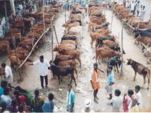 Image of Shows / Rallies - Cattle 1