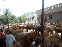 Image of Shows / Rallies - Cattle 4