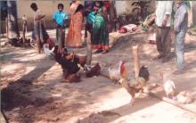 Image of Shows / Rallies - Poultry 1