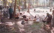 Image of Shows / Rallies - Poultry 3