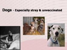 Rabies 10 Image of Rabies 10