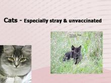 Rabies 11 Image of Rabies 11