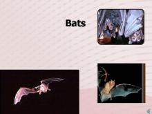Rabies 13 Image of Rabies 13