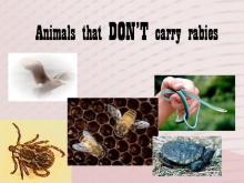 Rabies 15 Image of Rabies 15