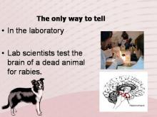 Rabies 17 Image of Rabies 17