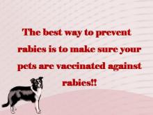 Rabies 19 Image of Rabies 19
