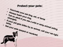 Rabies 20 Image of Rabies 20