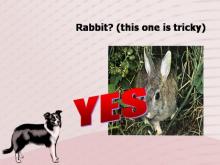 Rabies 28 Image of Rabies 28