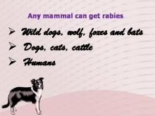Rabies 3 Image of Rabies 3