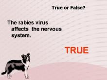 Rabies 31 Image of Rabies 31