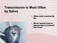 Rabies 6 Image of Rabies 6
