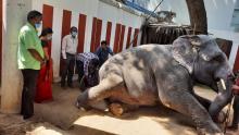 Anthrax vaccination to our Laxmi elephant Anthrax vaccination to our Laxmi elephant